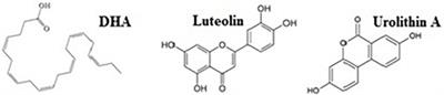 A Synergistic Combination of DHA, Luteolin, and Urolithin A Against Alzheimer’s Disease